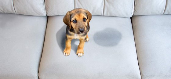 Portfolio: Home Spa Services